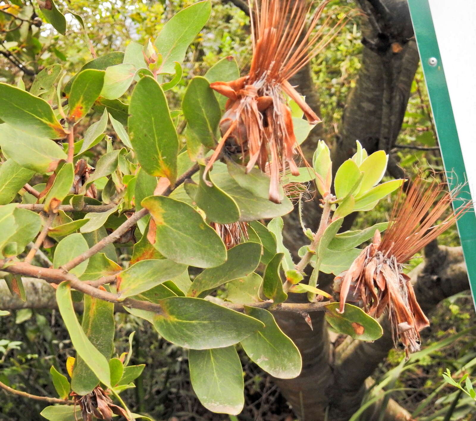 Imagem de Protea aurea subsp. aurea