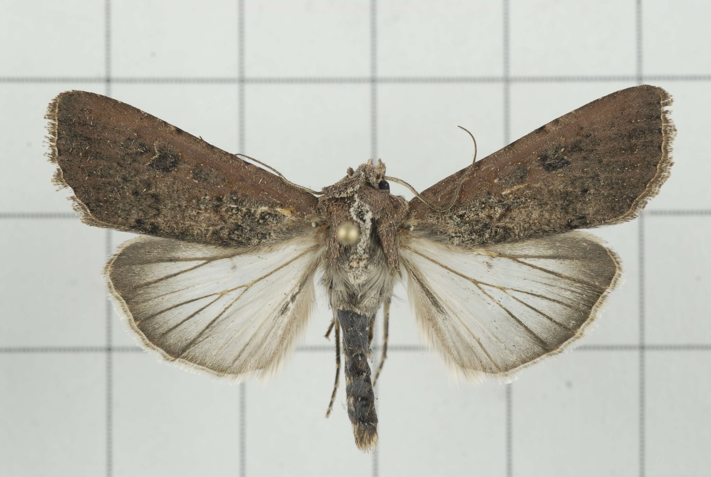 Image of pearly underwing