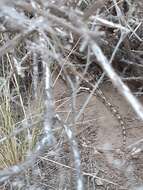 Image of Bell's anole