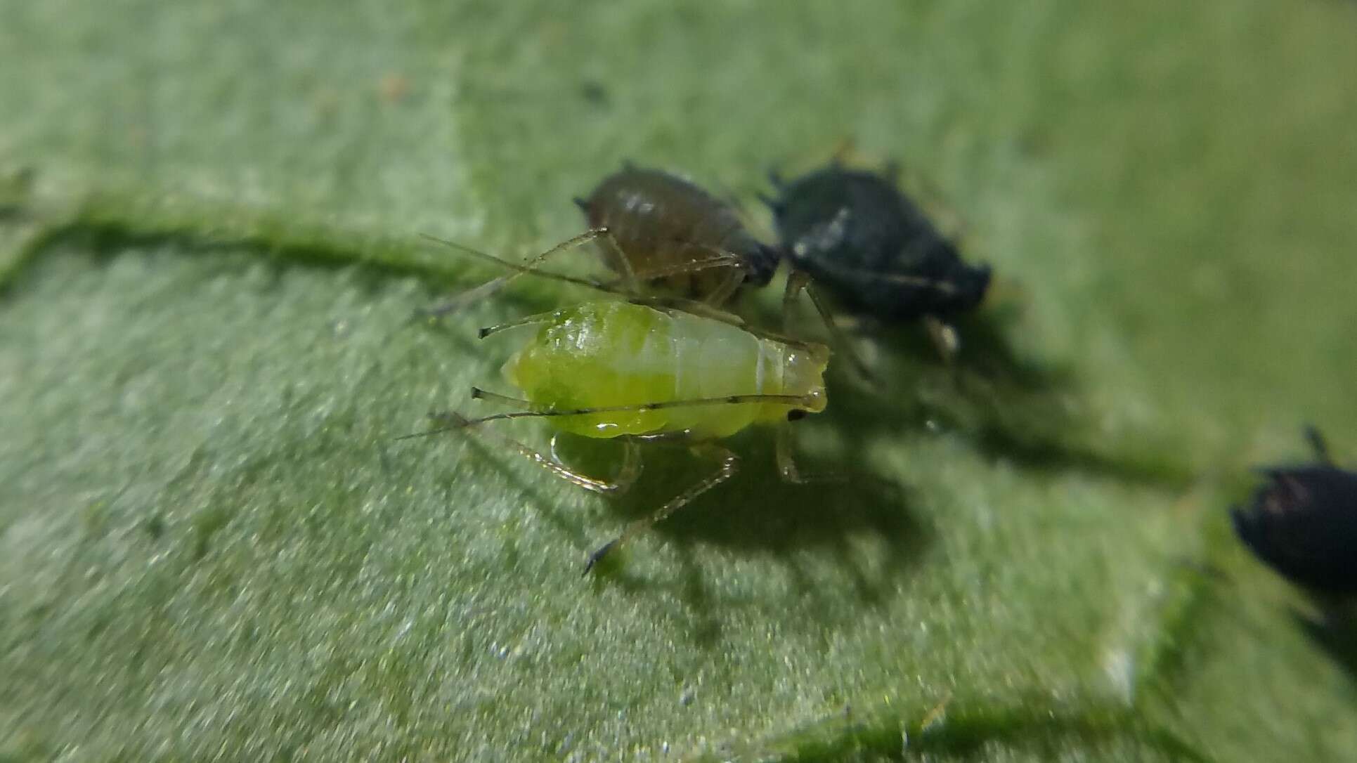 Image of Foxglove aphid