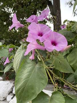 Ipomoea carnea subsp. carnea resmi