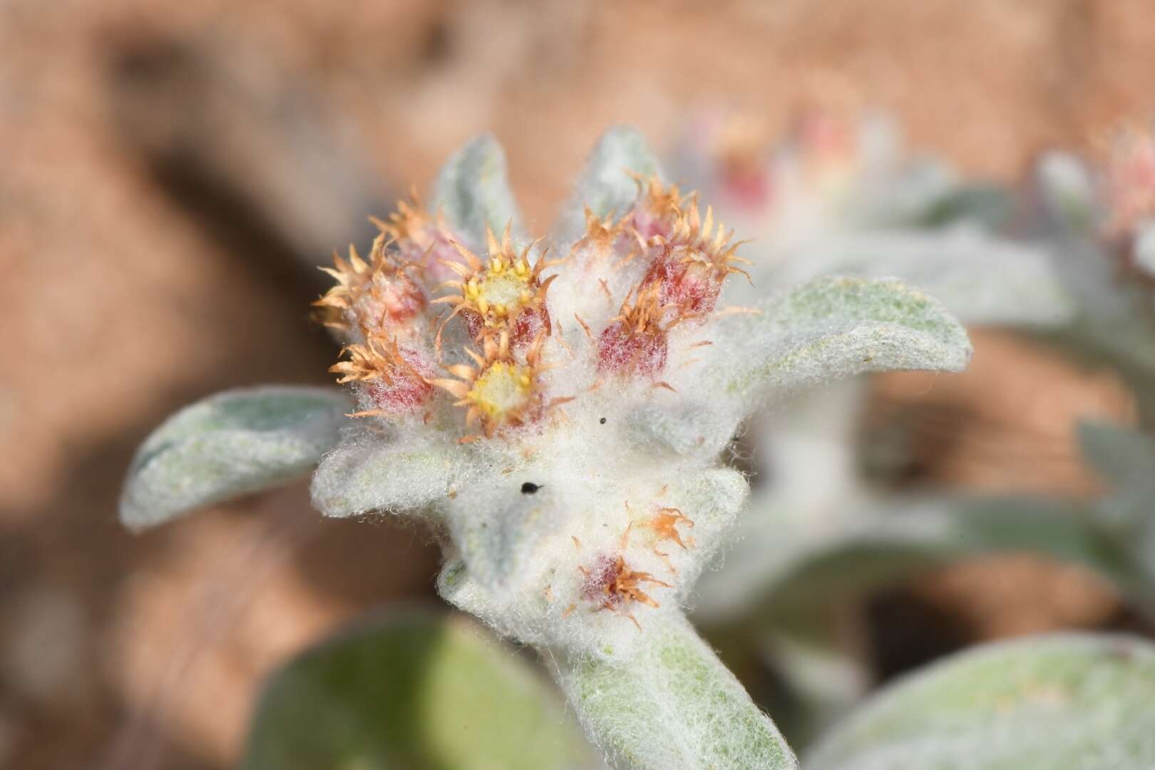 Image de Helichrysum leontonyx DC.