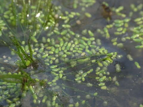 Image of northern watermeal