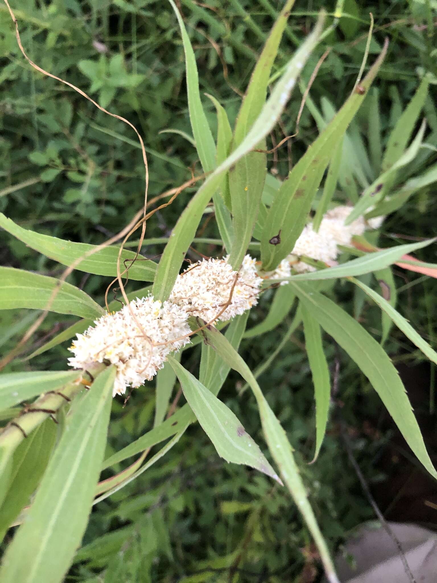 Image of rope dodder