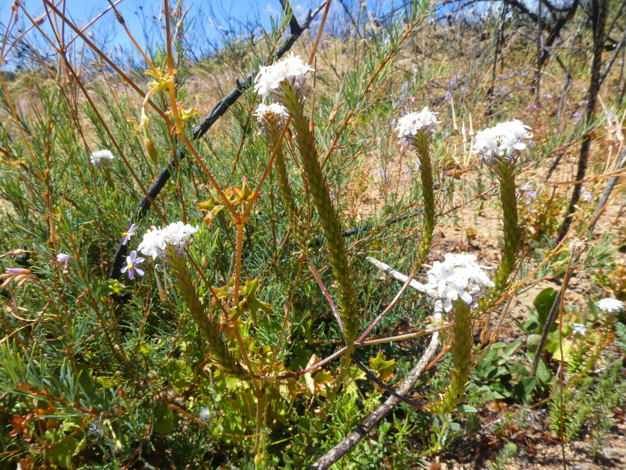 Image de Pseudoselago gracilis O. M. Hilliard