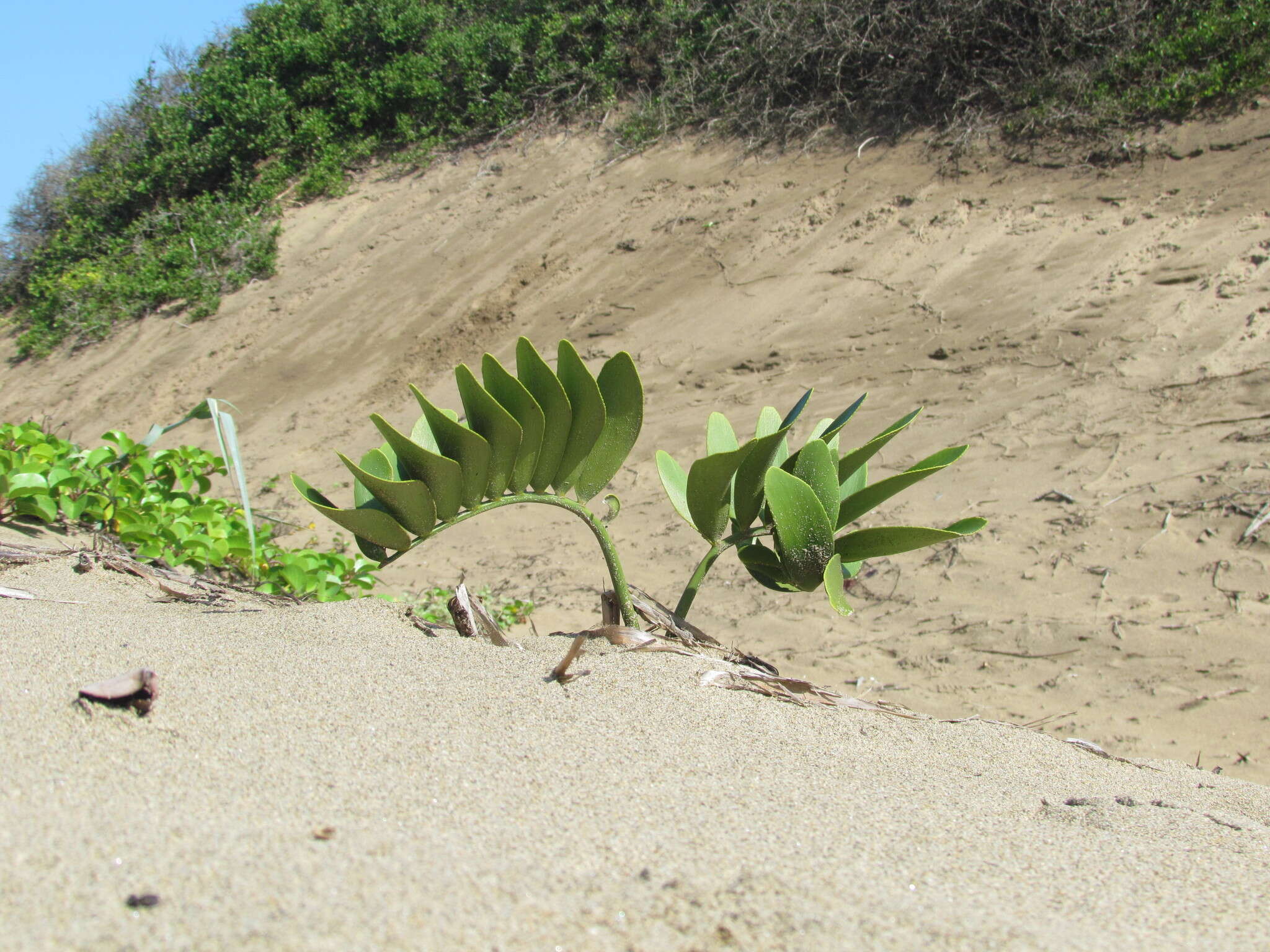 Image of Cardboard Palm