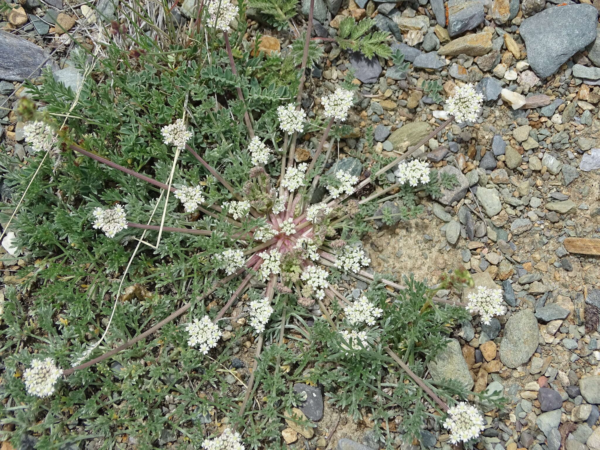 Stenocoelium athamantoides (M. Bieb.) Ledeb. resmi