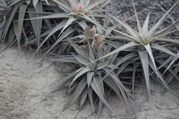 Tillandsia latifolia Meyen resmi