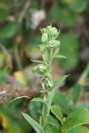 Image of Banded greenhood