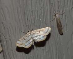 Image of Chestnut-marked Pondweed Moth