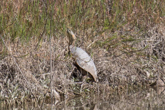 Image of Big Bend Slider