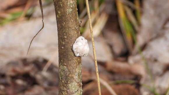 Image of Scale insect