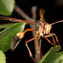 Image of Belonogaster juncea (Fabricius 1781)