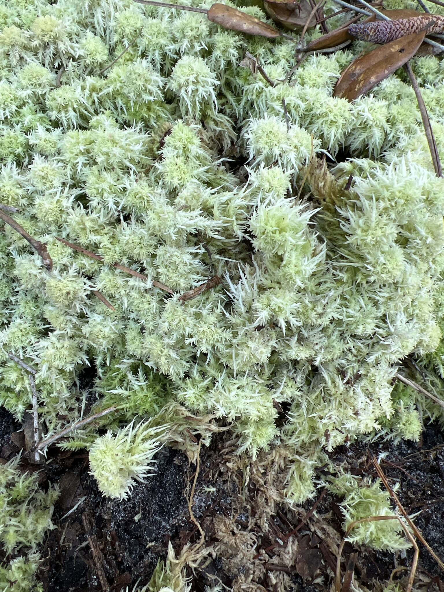 Image of pale bog-moss