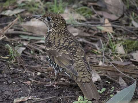 Image of Bassian Thrush