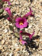 Image of Fremont's monkeyflower