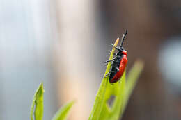 Image of Scarlet lily beetle