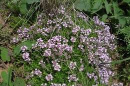 Image of Thymus dimorphus Klokov & Des.-Shost.