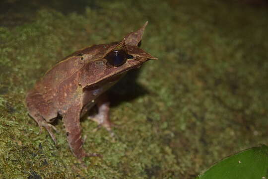 Image of Borneon Horned Frog