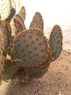 Image of chenille pricklypear