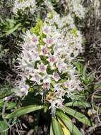 Echium famarae Lems & Holzapfel的圖片