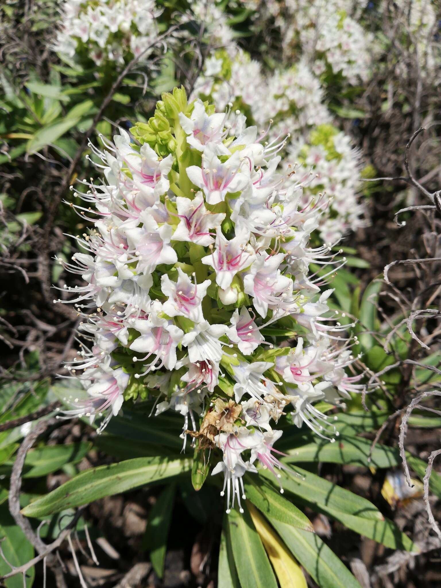 Image of Echium famarae Lems & Holzapfel