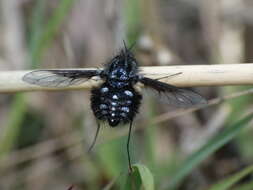 Image of Bombylella atra (Scopoli 1763)