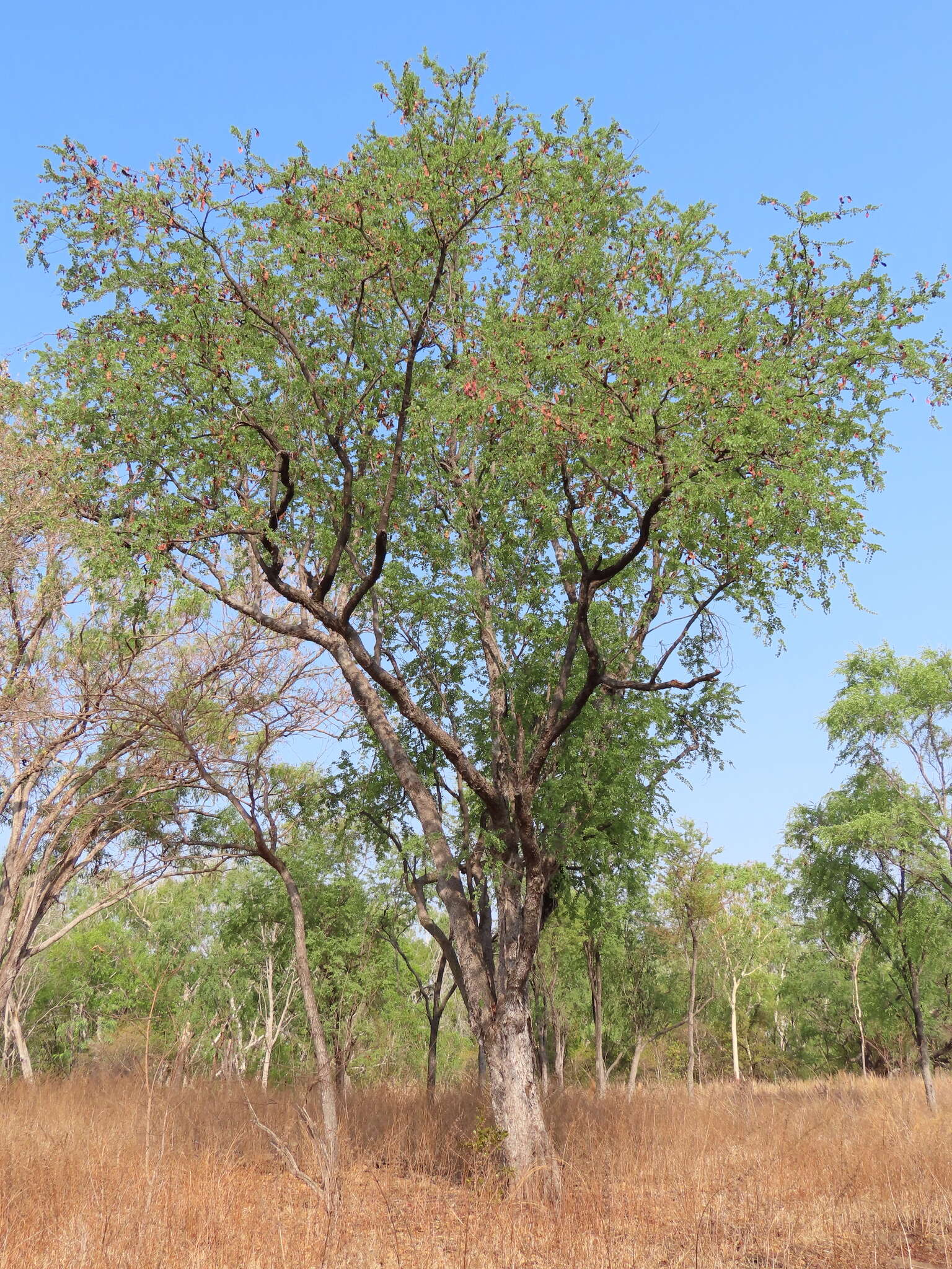 Image of Lysiphyllum cunninghamii (Benth.) de Wit