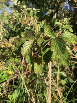 Image of sawtooth blackberry