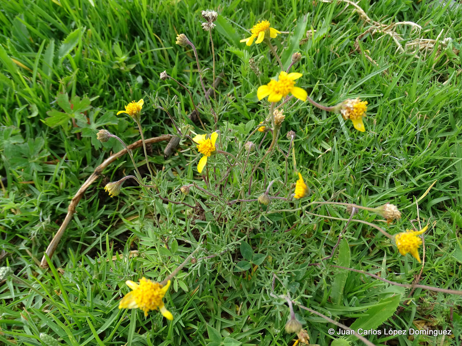 Image of Picradeniopsis pringlei (Greenm.) B. G. Baldwin