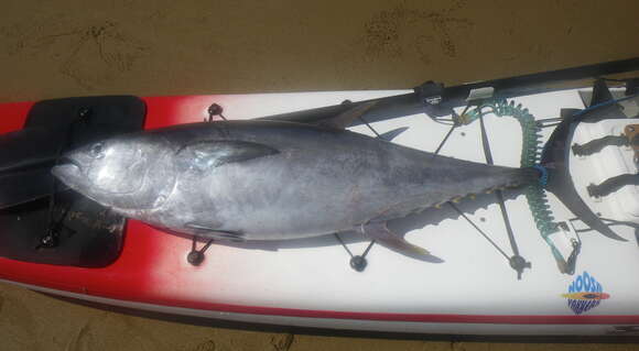 Image of Longtail Tuna