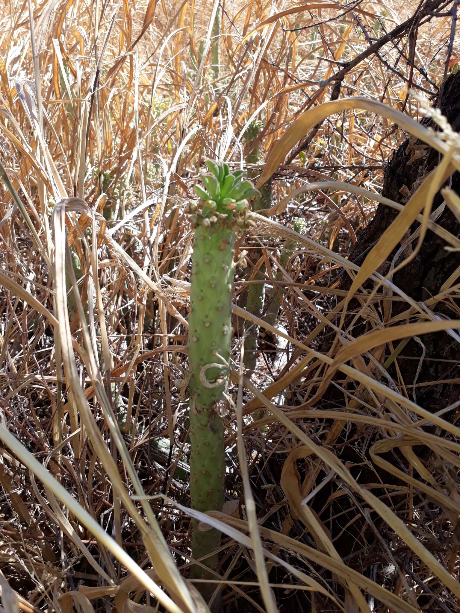 Imagem de Euphorbia lugardiae (N. E. Br.) Bruyns