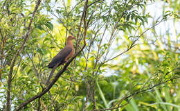 صورة Macropygia tenuirostris Bonaparte 1854