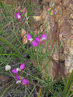 Image of Polygala bracteolata L.