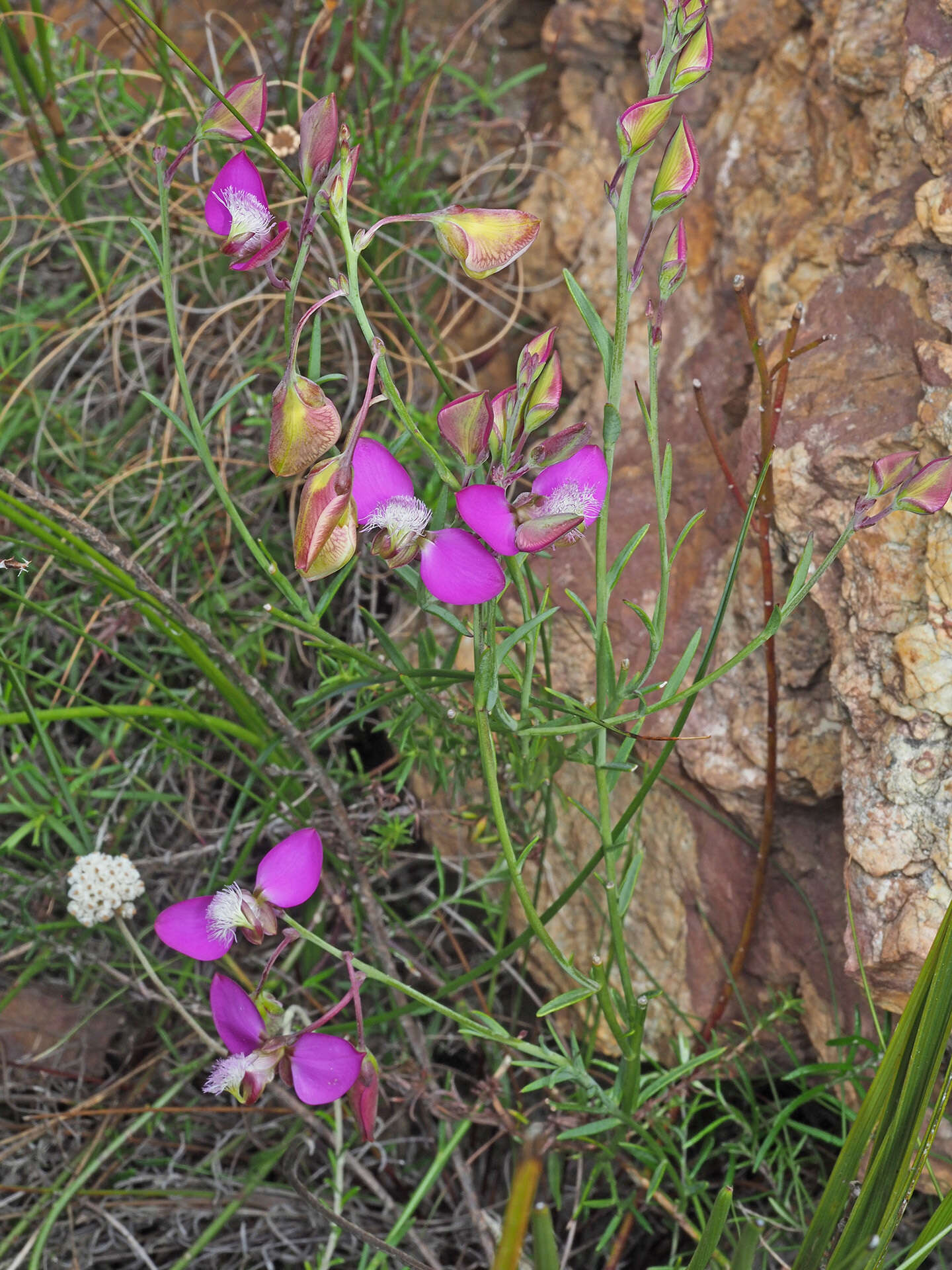 Image of Polygala bracteolata L.