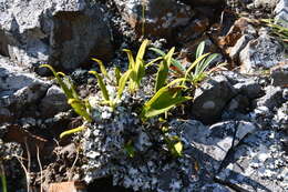 Image of Lepisorus ussuriensis (Regel & Mack.) Ching