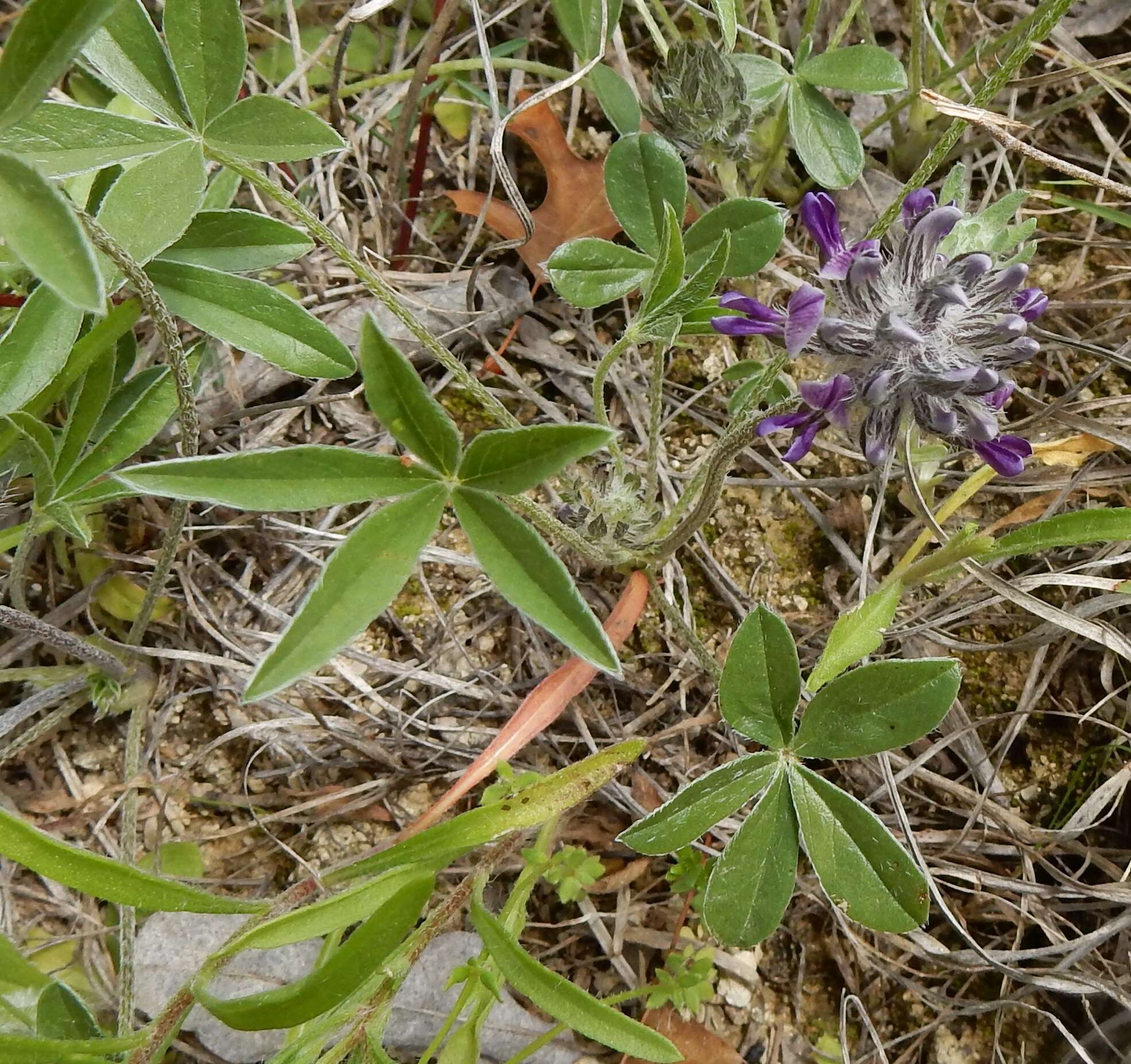 Psoralea hypogaea Torr. & A. Gray resmi