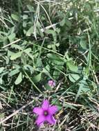 Image of Oxalis bipartita A. St.-Hil.