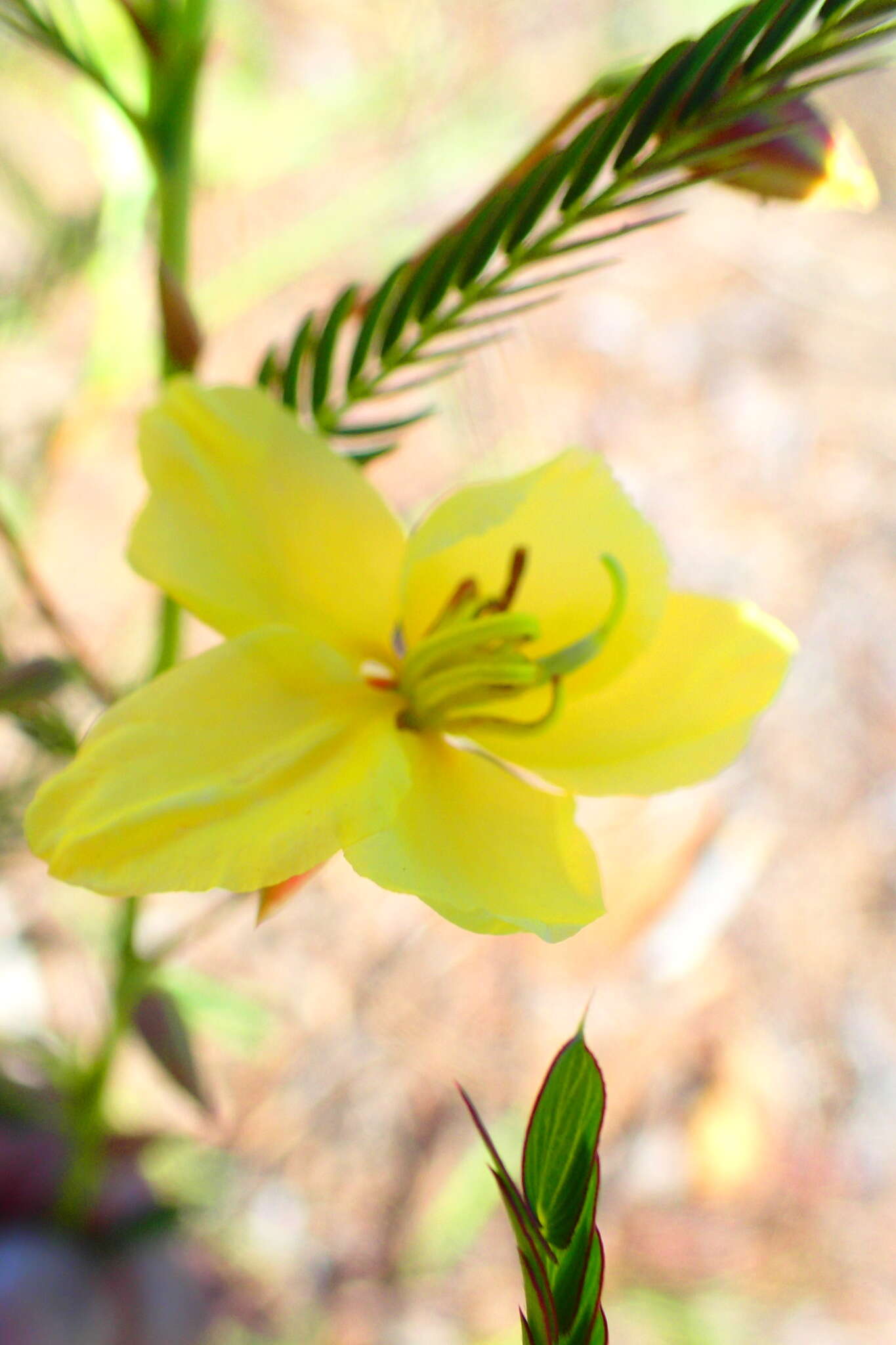 Image of Chamaecrista lateriticola (R. Vig.) Du Puy