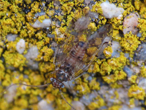 Image of Bark lice