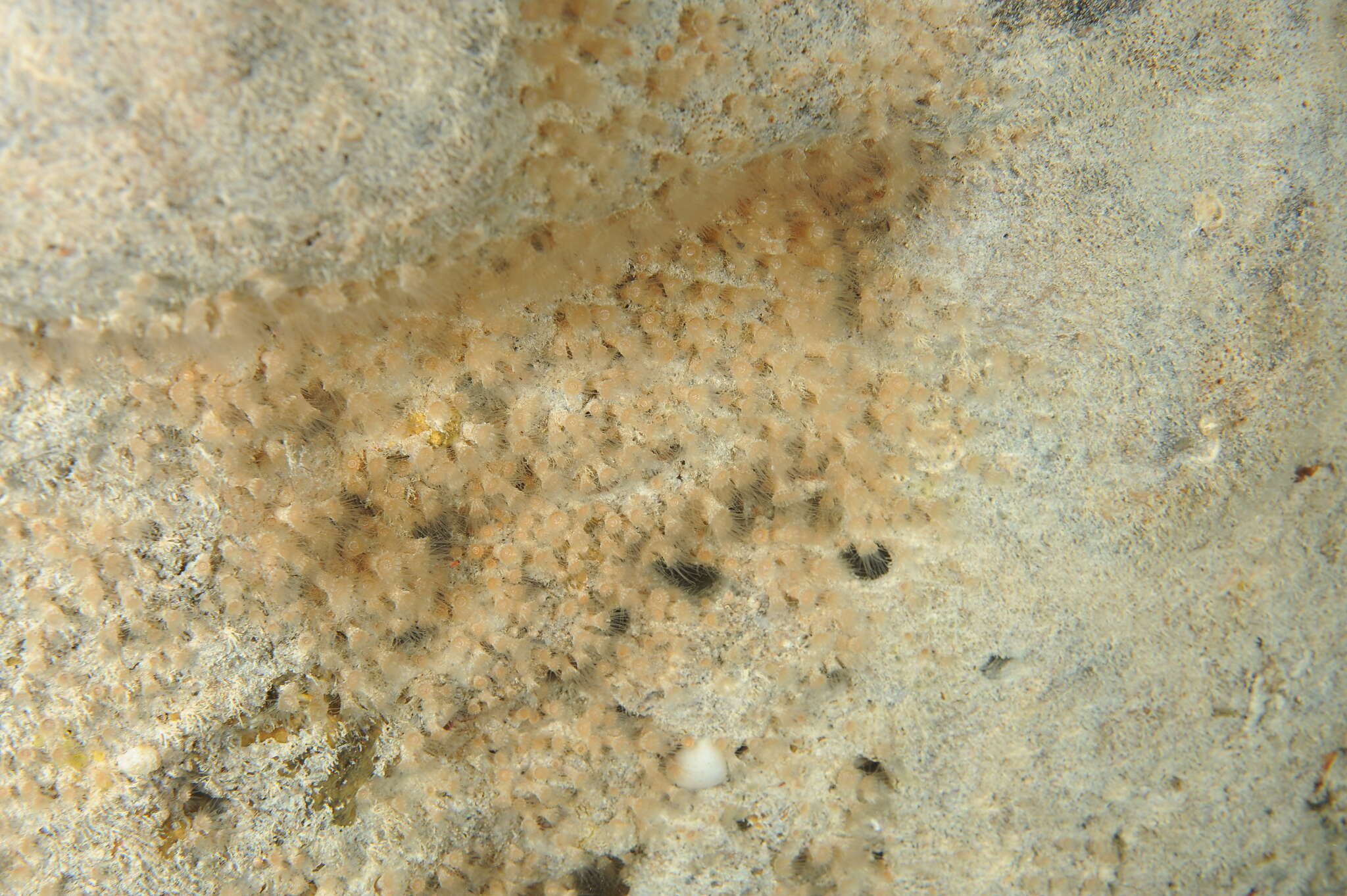 Image of gray encrusting anemone