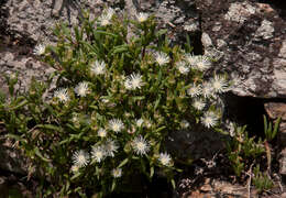 Image of Delosperma steytlerae L. Bol.