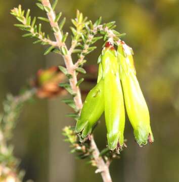 Plancia ëd Erica viridiflora subsp. viridiflora