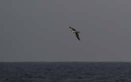 Image de Albatros à queue courte