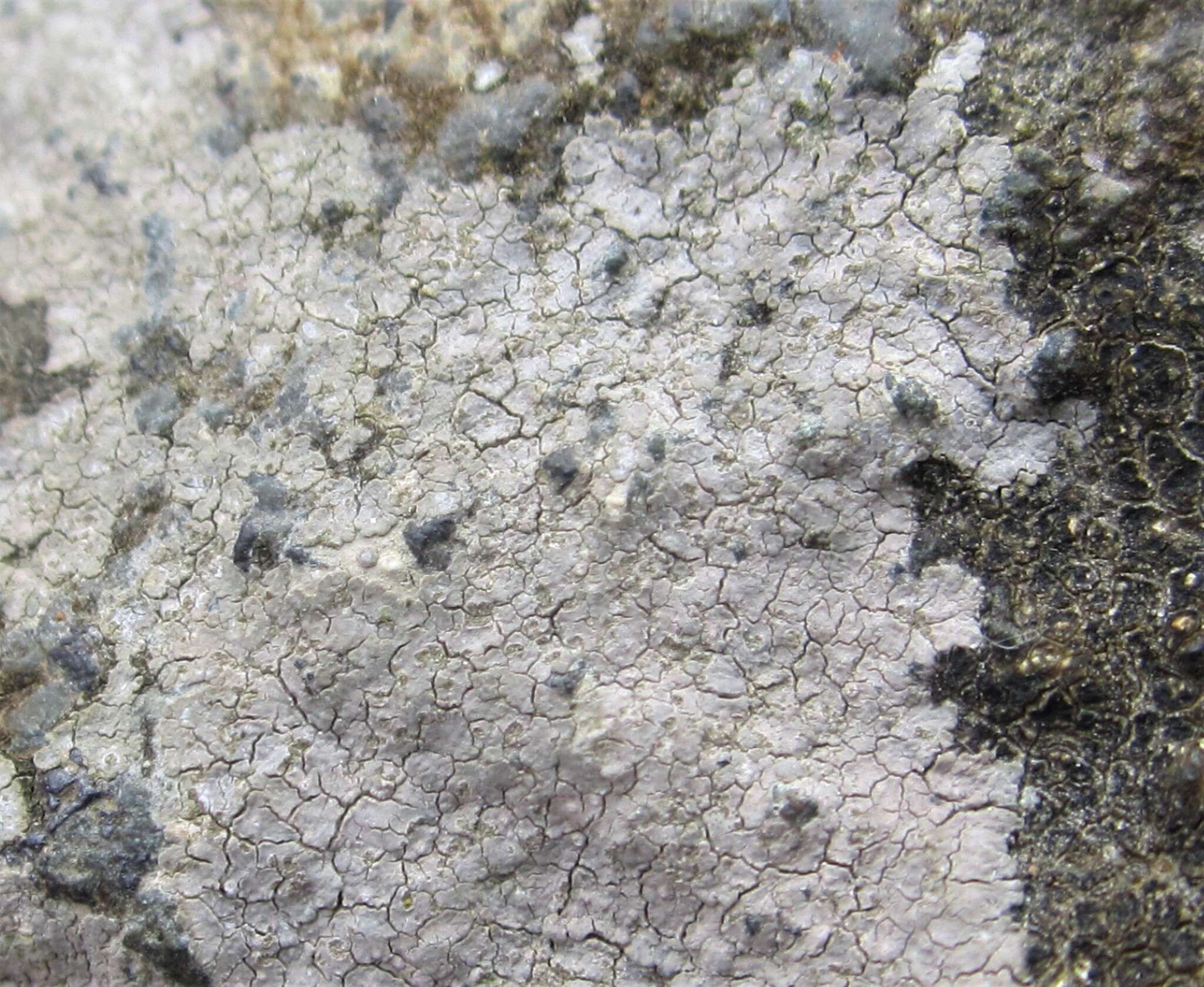 Image of disk lichen