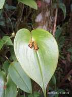 Imagem de Pleurothallis cordata (Ruiz & Pav.) Lindl.