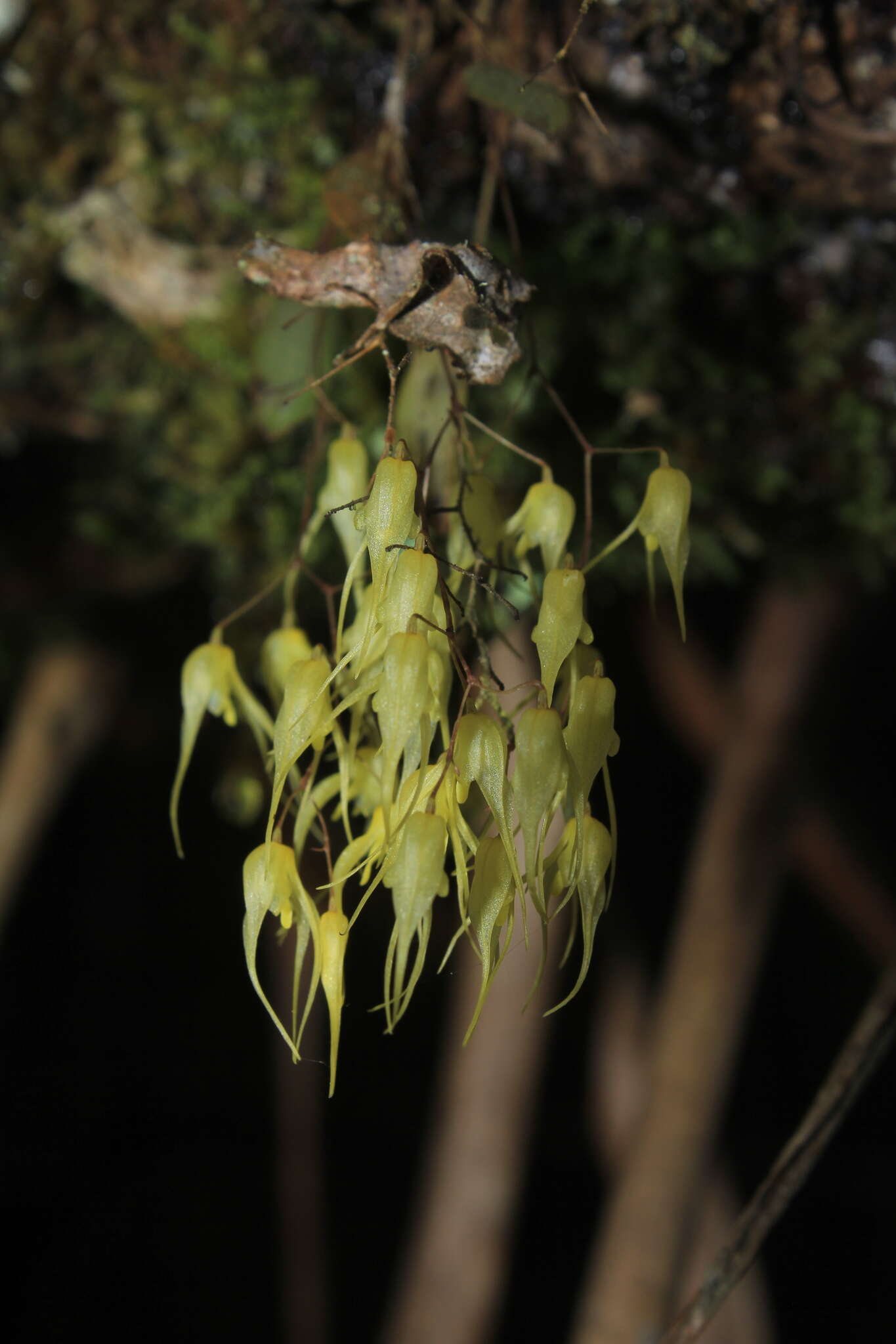 Image of Trichosalpinx multicuspidata (Rchb. fil.) Luer