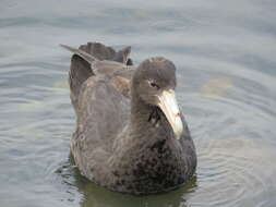 Image of Antarctic Giant-Petrel