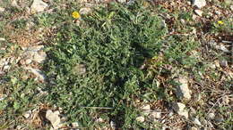 Imagem de Astragalus sesameus L.