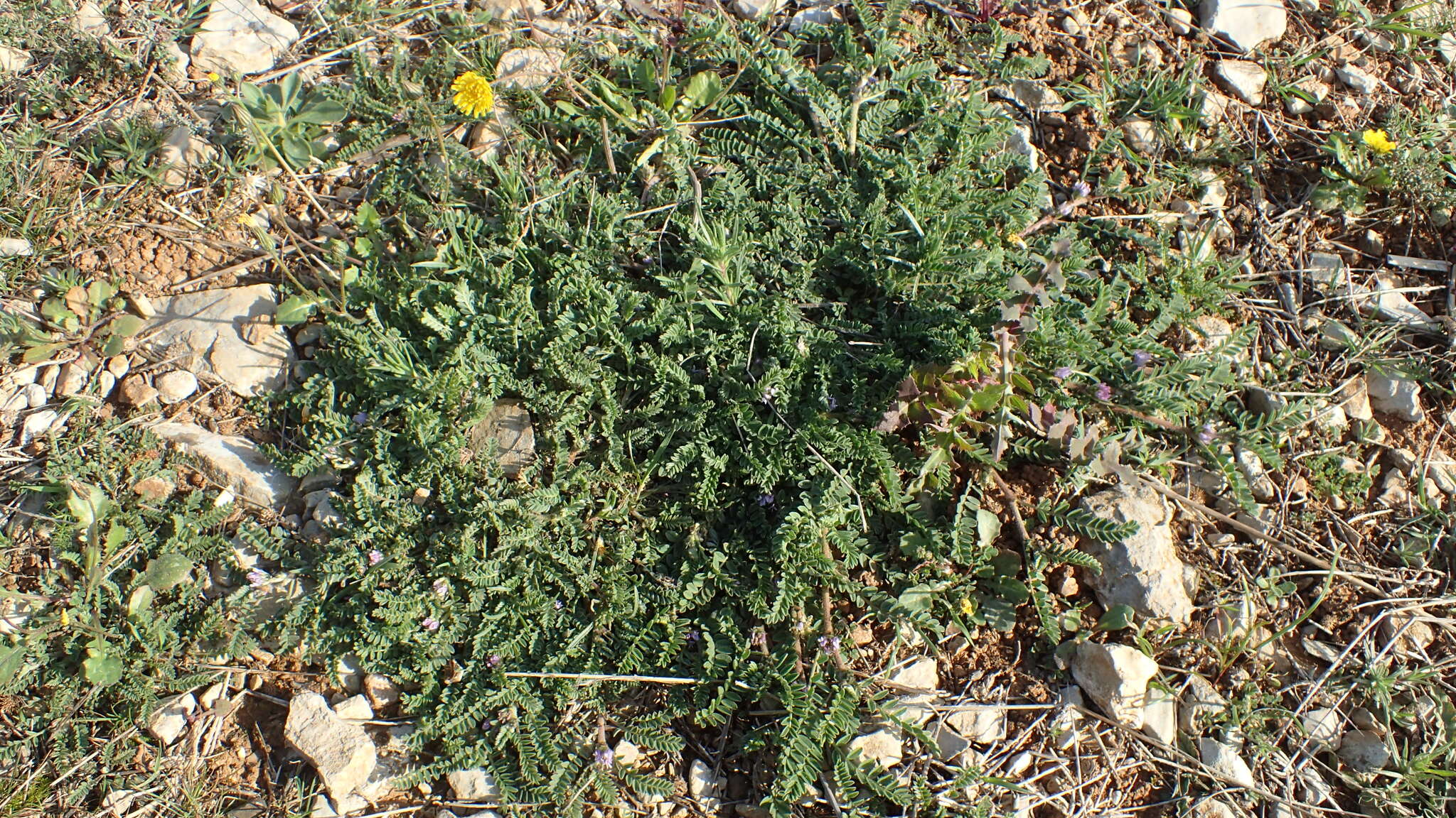 Слика од Astragalus sesameus L.